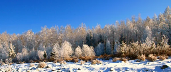 Зимовий пейзаж зі сніговими деревами — стокове фото