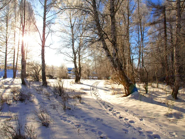 Зимний пейзаж со снежной дорогой и деревьями в лесу — стоковое фото