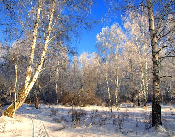 Зимний пейзаж со снежной дорогой и деревьями в лесу — стоковое фото
