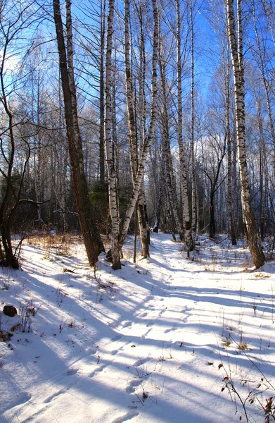 Зимний пейзаж со снежной дорогой и деревьями в горах — стоковое фото
