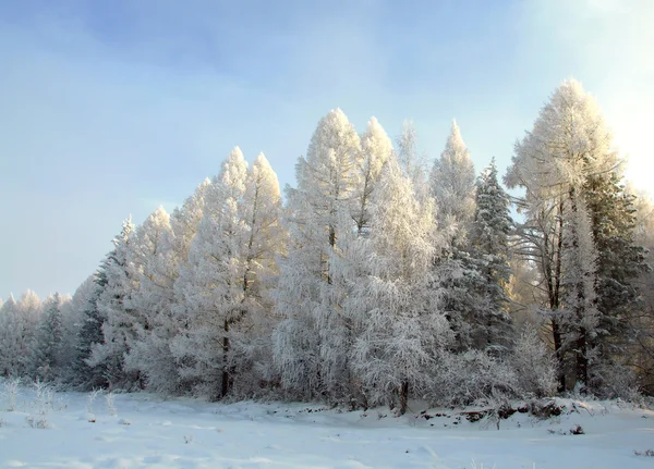 Paisaje invernal con árboles de nieve. — Foto de Stock