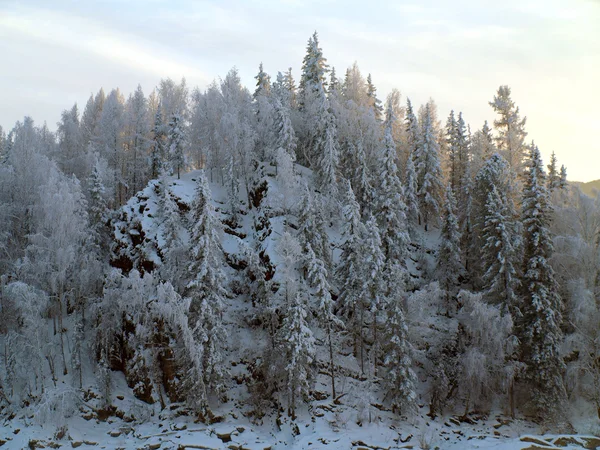 Χειμερινό τοπίο με δέντρα χιόνι στο βουνό . — Φωτογραφία Αρχείου