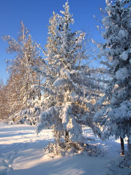 Зимовий пейзаж зі сніговими деревами  . — стокове фото