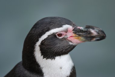 Penguen kafası