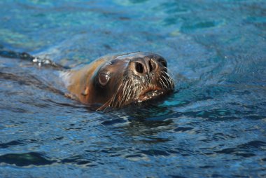 Sealion