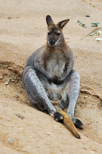 Oturan wallaby — Stok fotoğraf
