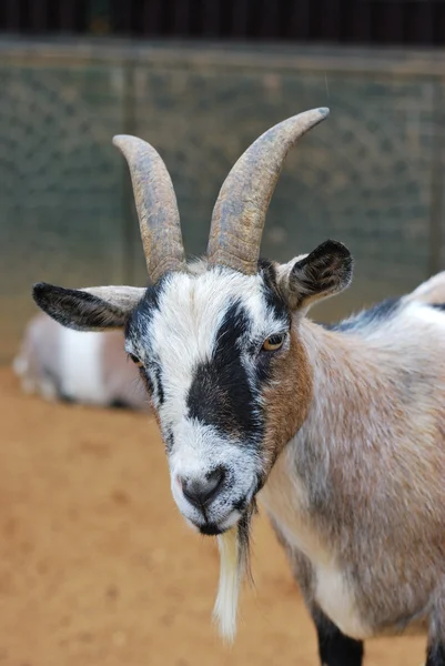 Африканский козел — стоковое фото