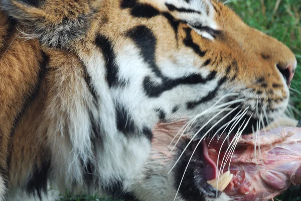 Tiger eating — Stock Photo, Image
