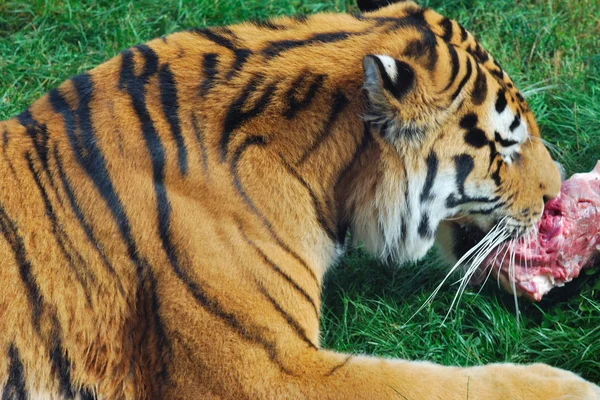 Amur Tygrys karmienia — Zdjęcie stockowe