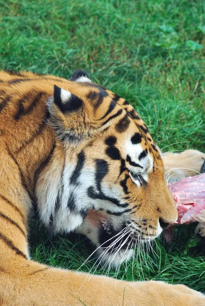 Tigre mangeant — Photo