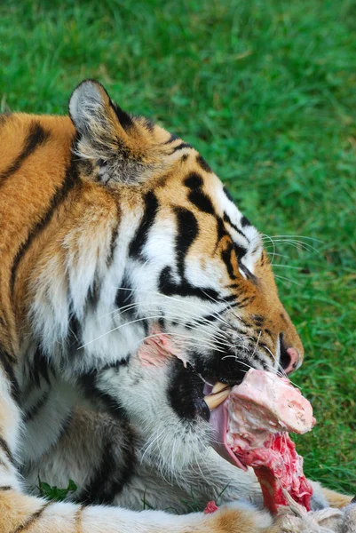 Tiger essen rohes Fleisch — Stockfoto
