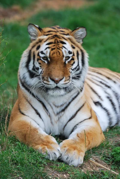 Amur tigre descansando —  Fotos de Stock