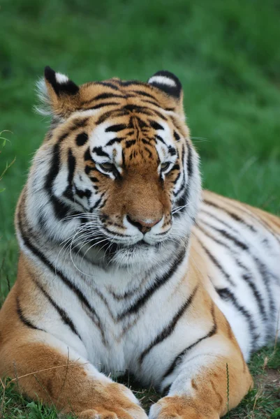 Amur tigerr lügt — Stockfoto