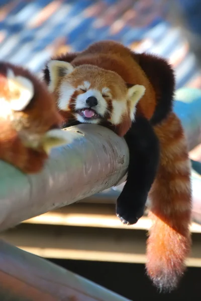 Kızıl panda