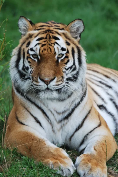 Amur tigre assistindo — Fotografia de Stock