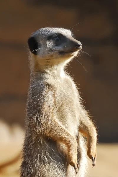 Ayakta meerkat — Stok fotoğraf