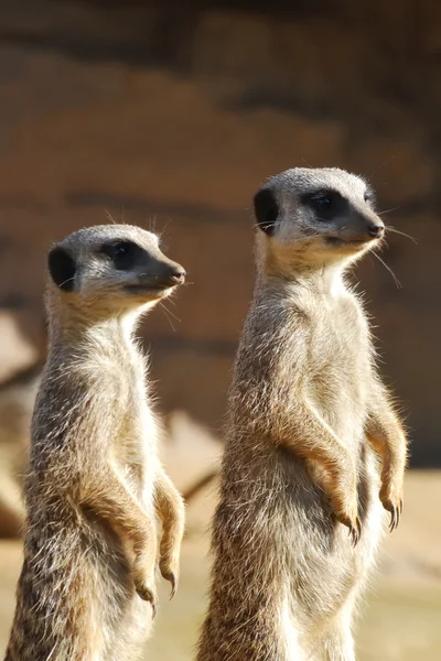 Meerkats em serviço — Fotografia de Stock