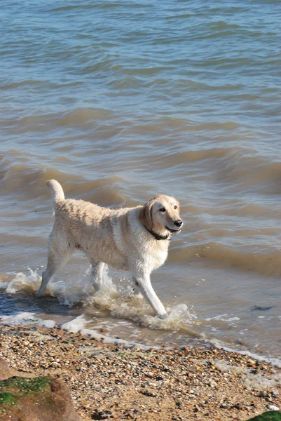Labrador caminhando no mar — Fotografia de Stock