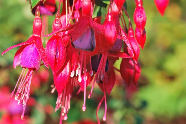 stock image Fuchsia flower