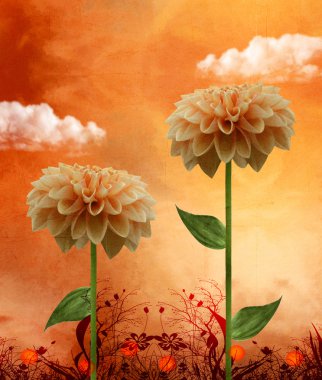 Dahlia muhteşem bir günbatımı üzerinde