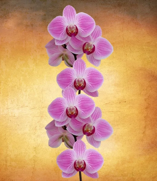 Mükemmel orkide — Stok fotoğraf
