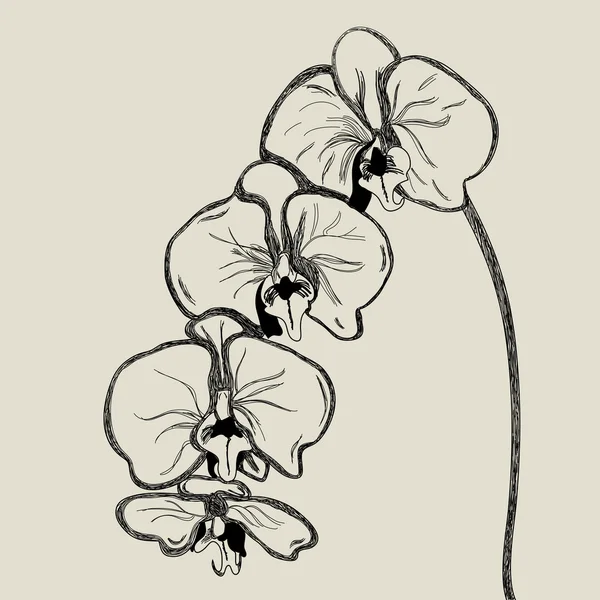 Orquídea vector — Archivo Imágenes Vectoriales