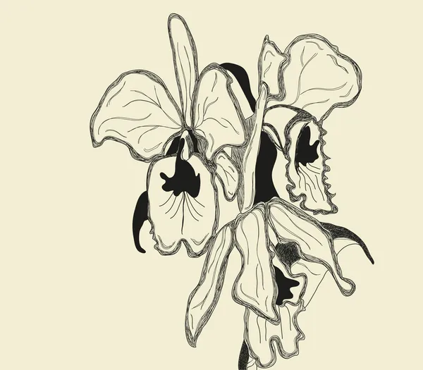 Cattleya - orchidej vektor — Stockový vektor