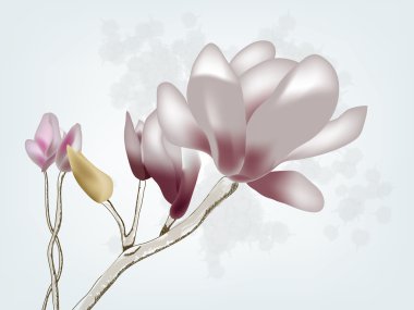 Magnolia clipart