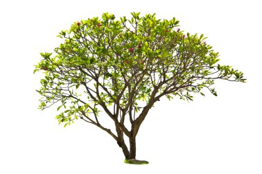 Plumeria tree isolated clipart