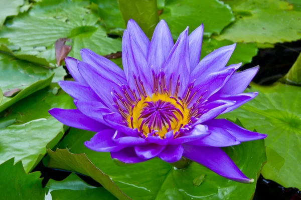 Purple water lily in pond — Stock Photo, Image
