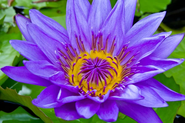 Fioletowa lilia wodna w stawie — Zdjęcie stockowe