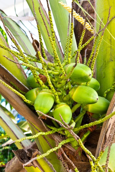 Młodego kokosa — Zdjęcie stockowe