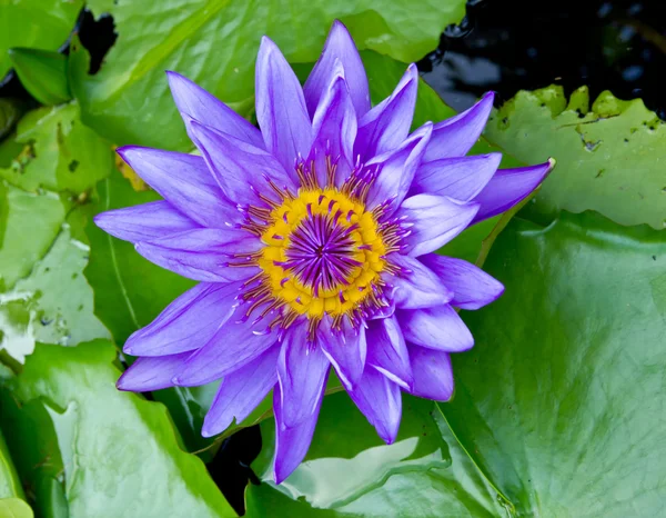 Purple water lily in pond — Stock Photo, Image