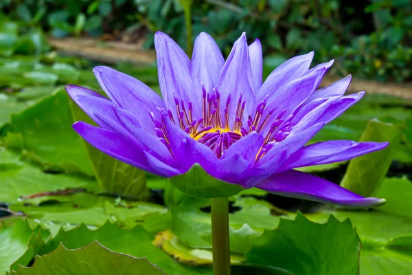 Fioletowa lilia wodna w stawie — Zdjęcie stockowe