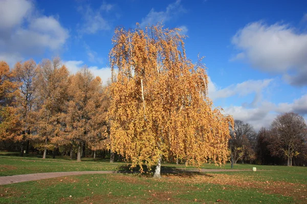 stock image Autumn Landscape.