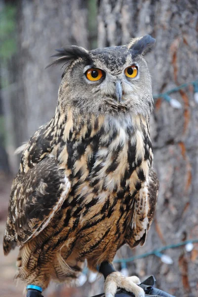Owl at grand canyon — Stock Photo, Image