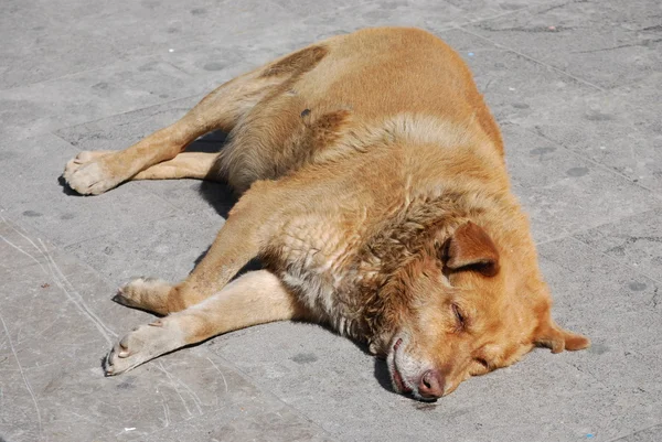 Έναν ξαπλωμένο σκύλο — Φωτογραφία Αρχείου