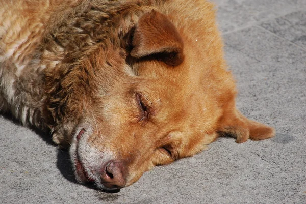 stock image Detail of a lying dog