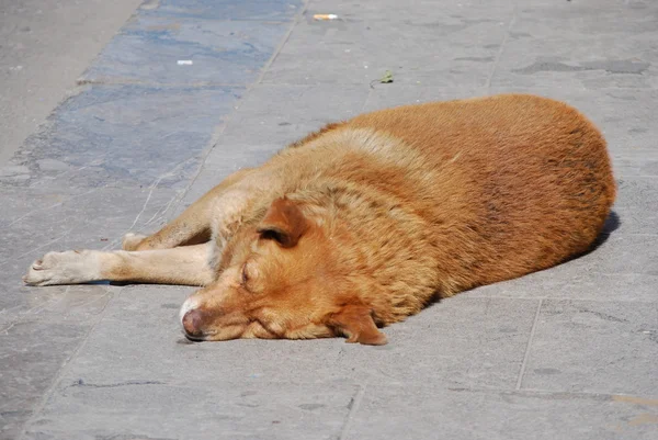 stock image A lying dog from back