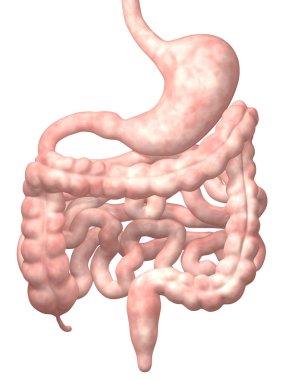 Human Digestive System clipart