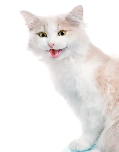 Retrato de gatinho agradável no fundo branco — Fotografia de Stock