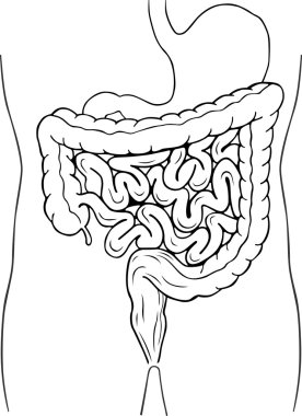 Human internal digestive system clipart