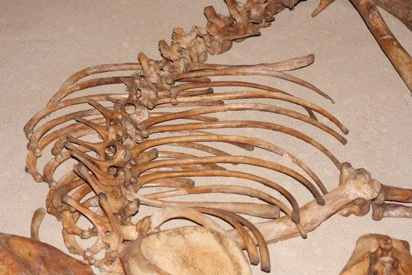 Esqueleto de oso — Stok fotoğraf