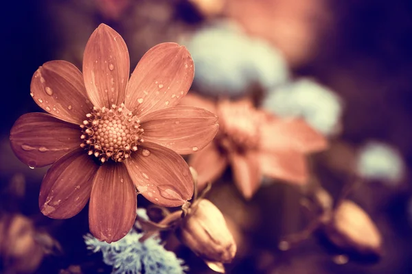 Flores de verano —  Fotos de Stock