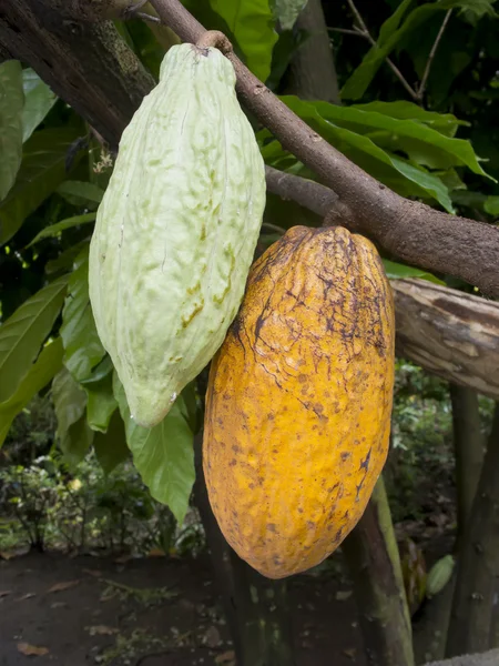 Frutta di cacao — Foto Stock