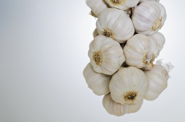 Garlic clipart