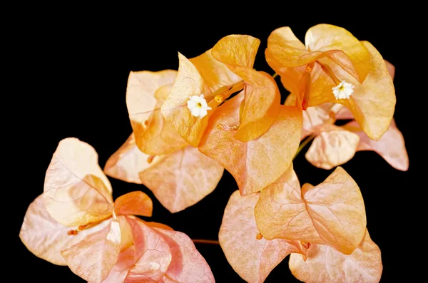 Oranžové popínavé rostliny — Stock fotografie