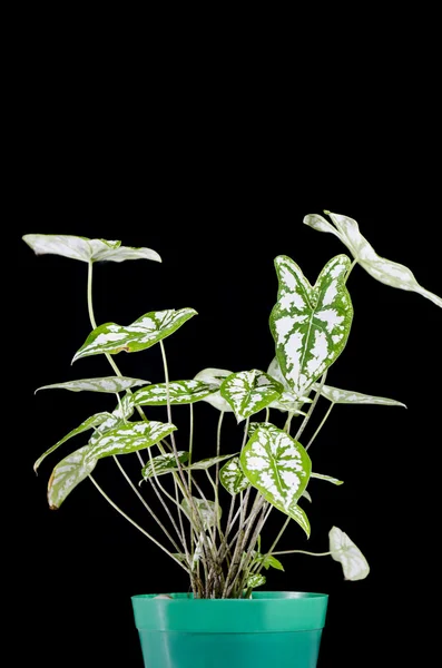 Декоративное растение — стоковое фото