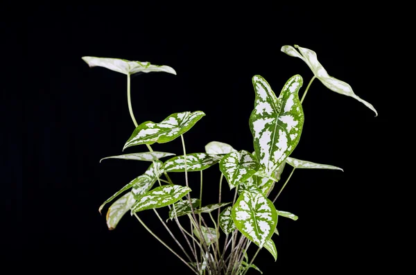 Διακοσμητικό φυτό — Φωτογραφία Αρχείου
