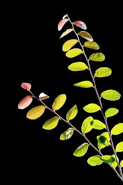 装飾的な植物 — ストック写真